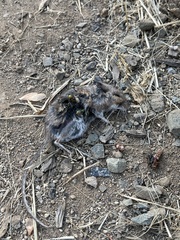 Peromyscus sonoriensis