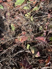 Anemopsis californica