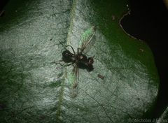 Sepsidae