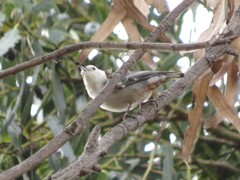 Sitta carolinensis aculeata