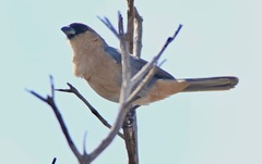 Schistochlamys ruficapillus