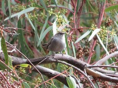 Thryomanes bewickii spilurus