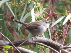 Thryomanes bewickii spilurus