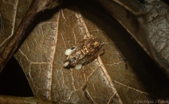 Acroceuthes metaxanthana