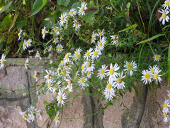 Aster hispidus