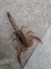 Serradigitus gertschi