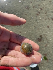 Papawera zelandiae