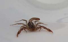 Serradigitus gertschi