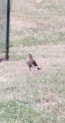 Buteo lineatus