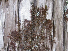 Frullania eboracensis