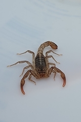 Serradigitus gertschi