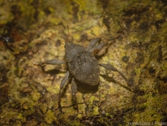 Onidistus araneus