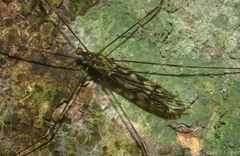 Libnotes terraereginae