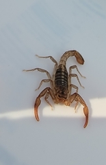 Serradigitus gertschi