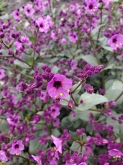 Mirabilis elegans