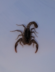 Serradigitus gertschi