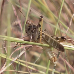 Hippiscus ocelote