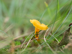 Cantharellus minor