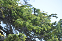 Picea sitchensis