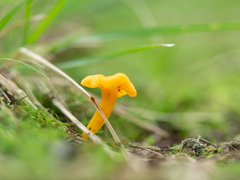 Cantharellus minor