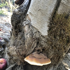 Ganoderma polychromum