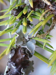 Lobarina scrobiculata