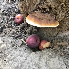 Ganoderma polychromum