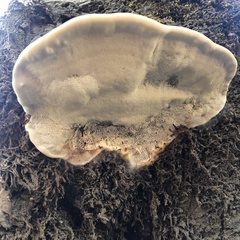 Ganoderma polychromum