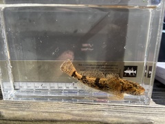 Cottus bairdii