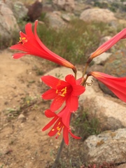 Zephyranthes phycelloides