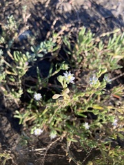 Spergularia macrotheca