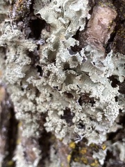 Flavopunctelia soredica