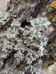 Flavopunctelia soredica