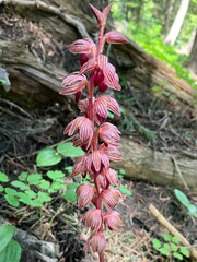 Corallorhiza striata