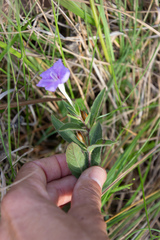 Ruellia humilis