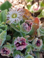 Mesembryanthemum crystallinum