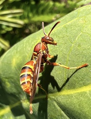 Polistes dorsalis dorsalis
