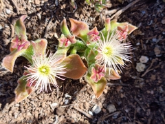 Mesembryanthemum crystallinum