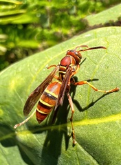 Polistes dorsalis dorsalis