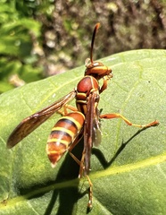 Polistes dorsalis dorsalis