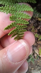 Myriopteris fendleri