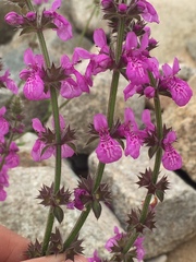 Stachys