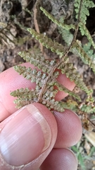 Myriopteris fendleri