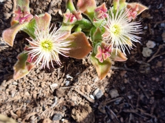 Mesembryanthemum crystallinum