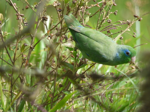 Forpus conspicillatus