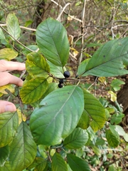 Frangula caroliniana