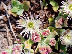 Mesembryanthemum crystallinum