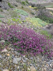 Mirabilis elegans