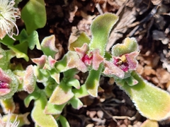 Mesembryanthemum crystallinum
