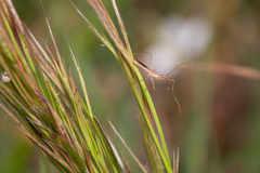 Zelus cervicalis